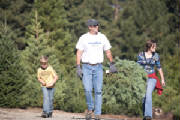 Peacock Tree Farm